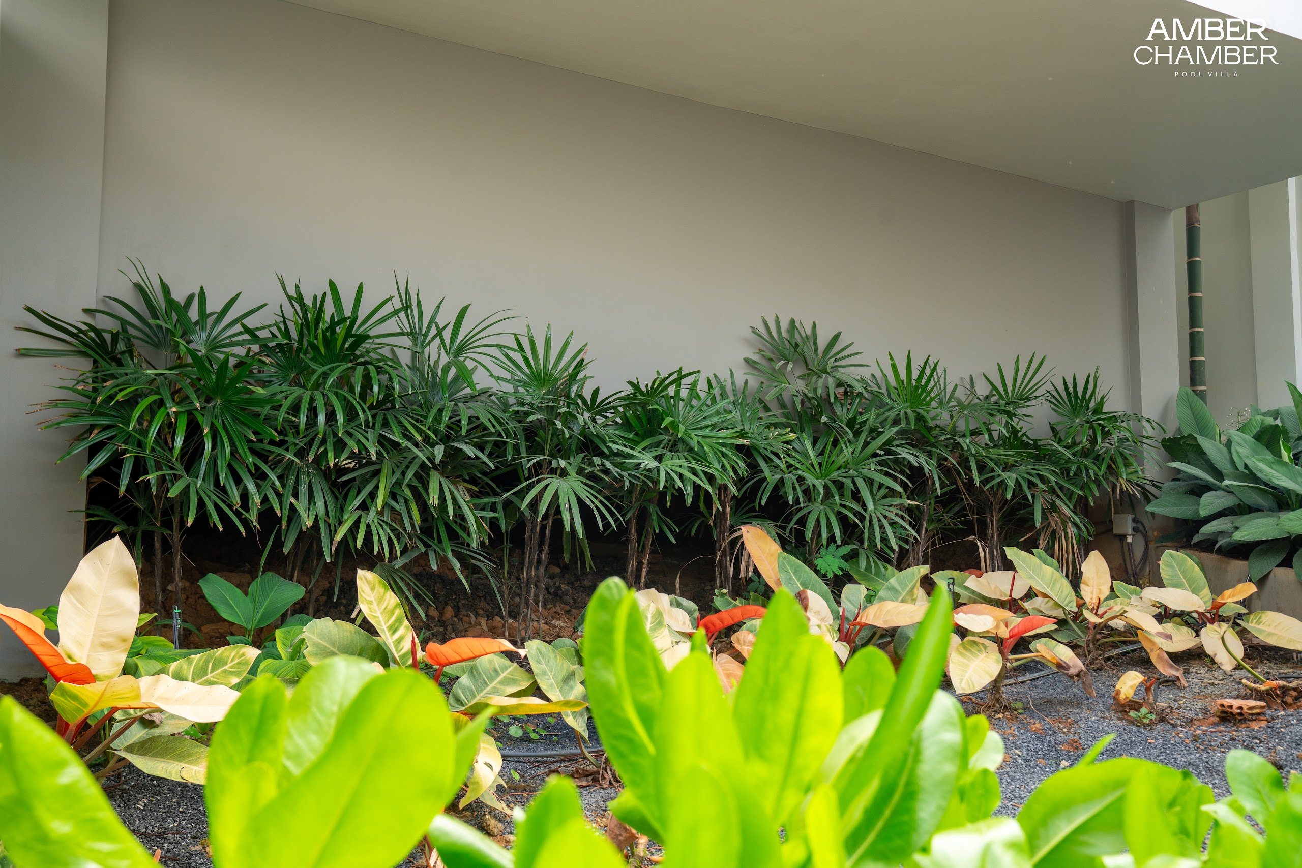 Landscaped tropical planting within the Amber Chamber grounds